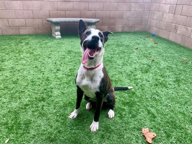 PEPPER, Adoptable, Young Female Border Collie & Mixed Breed.