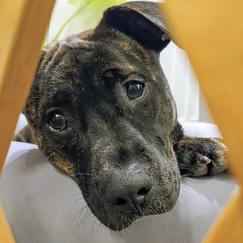 Izzy (20250808-09) — thumbnail 2