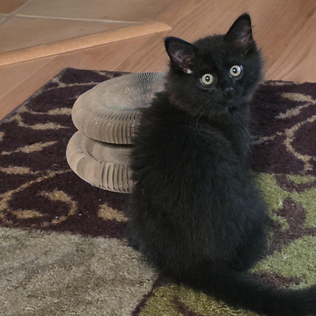 Emmet (bonded to Fritz), Adoptable, Kitten Male Domestic Long Hair.