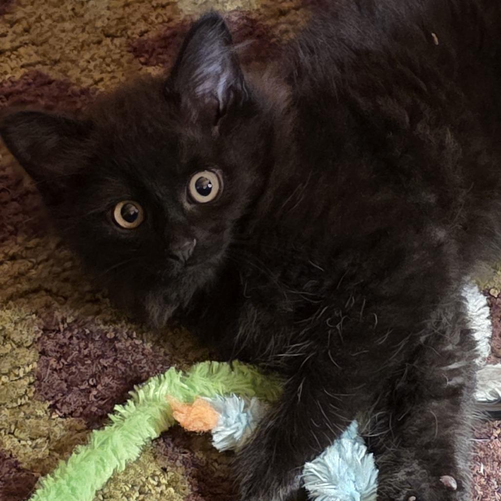 Emmet (bonded to Fritz), a Adoptable Domestic Long Hair in Santa Rosa, CA image 2/5