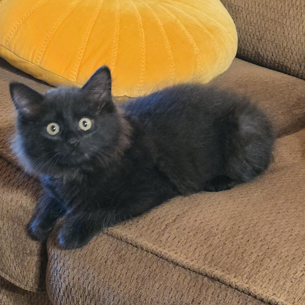 Emmet (bonded to Fritz), a Adoptable Domestic Long Hair in Santa Rosa, CA image 4/5