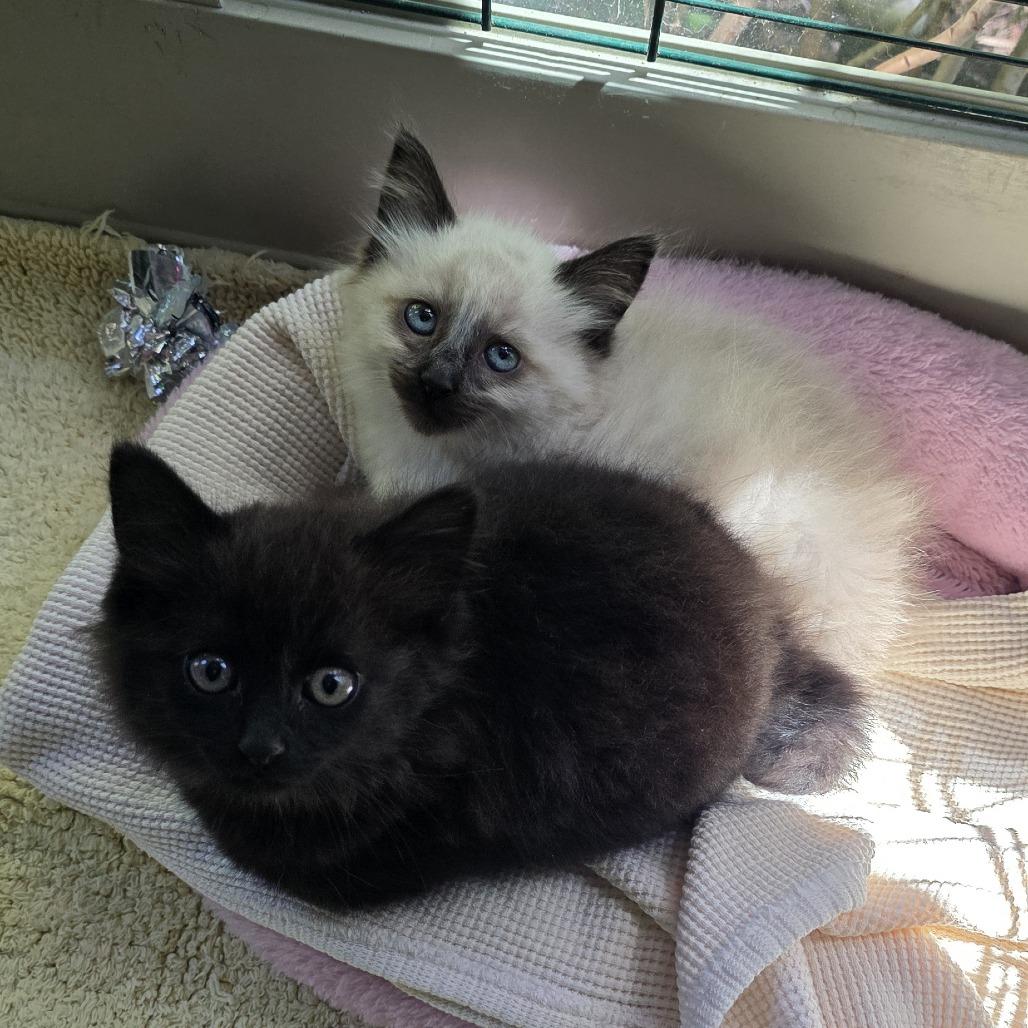 Emmet (bonded to Fritz), a Adoptable Domestic Long Hair in Santa Rosa, CA image 5/5