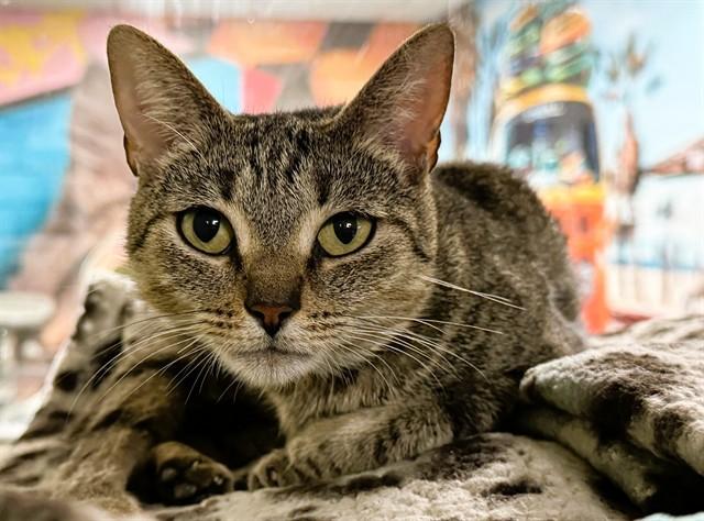 ESTHER, Adoptable, Young Female Domestic Short Hair.