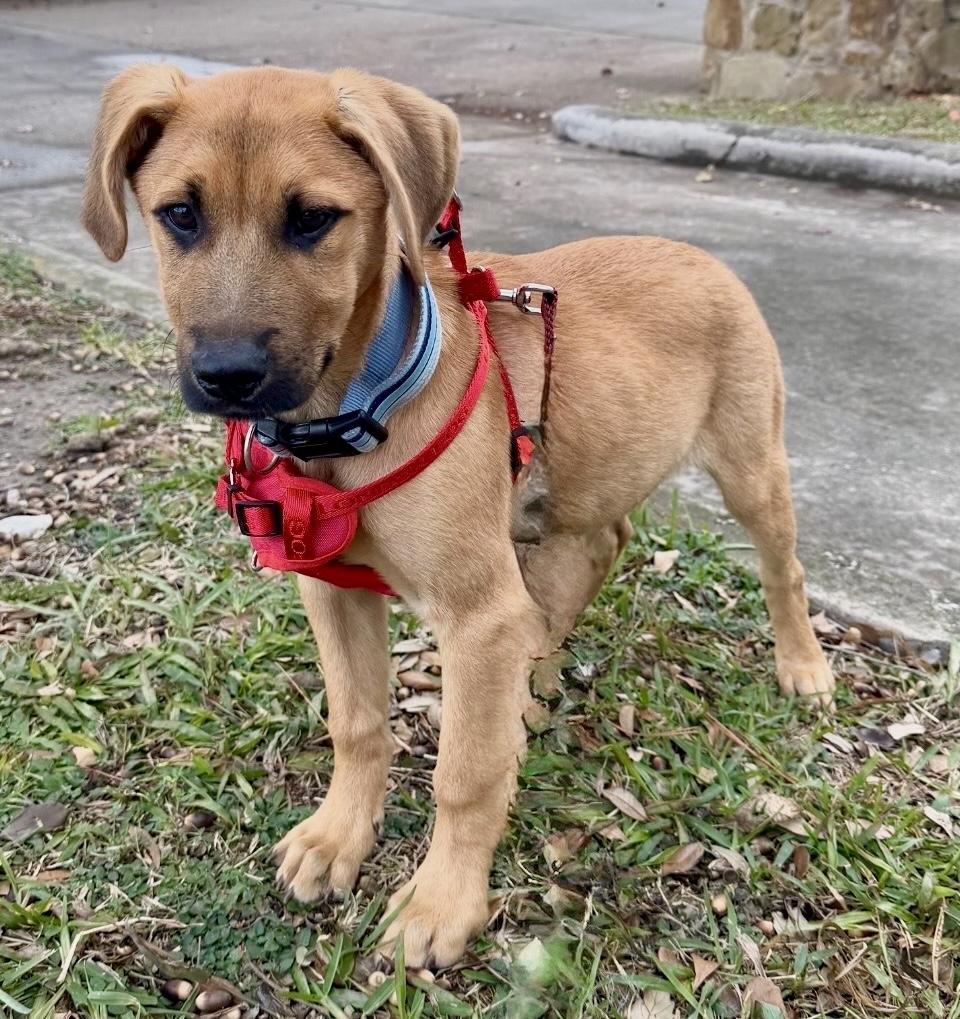 Scooby Doo — thumbnail 4