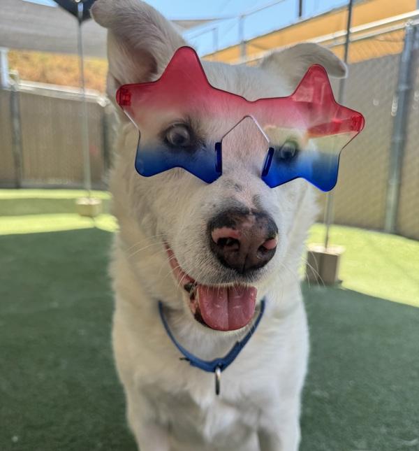 Trooper, Adoptable, Adult Male Australian Shepherd & Siberian Husky.