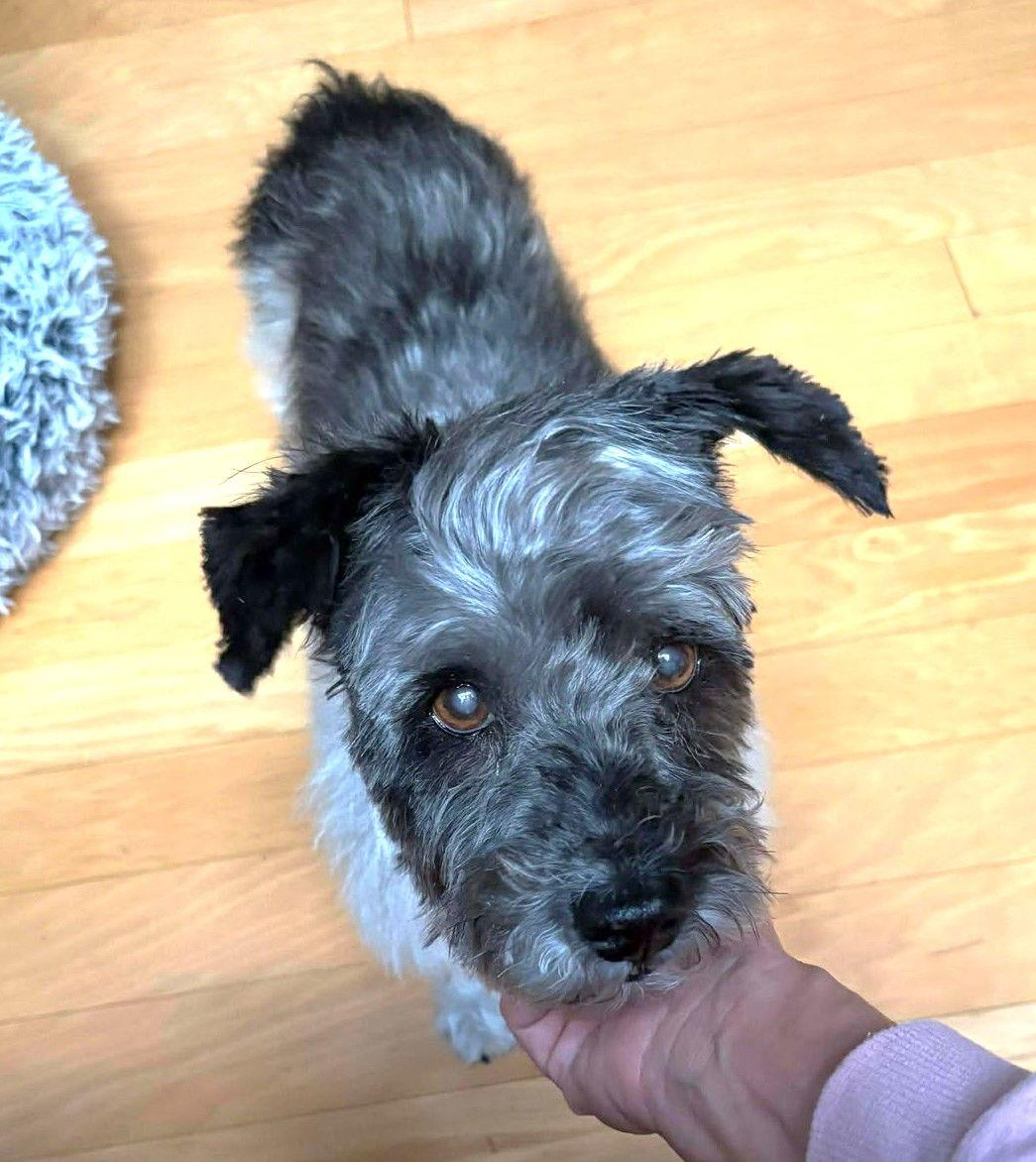 Enlarge Timothy TX, a Adoptable Terrier in Boonton, NJ image 1/3