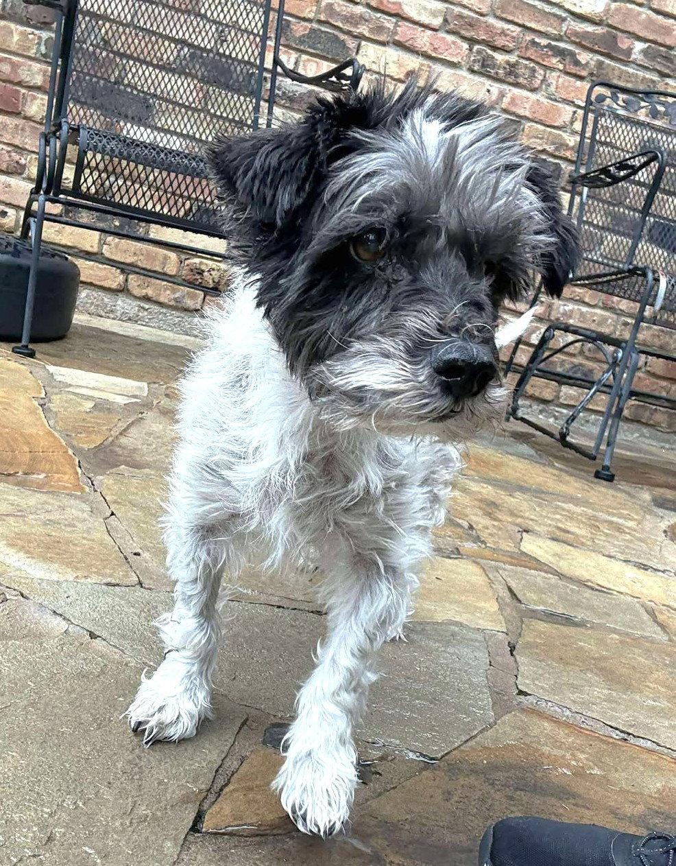 Timothy TX, Adoptable, Senior Male Terrier.