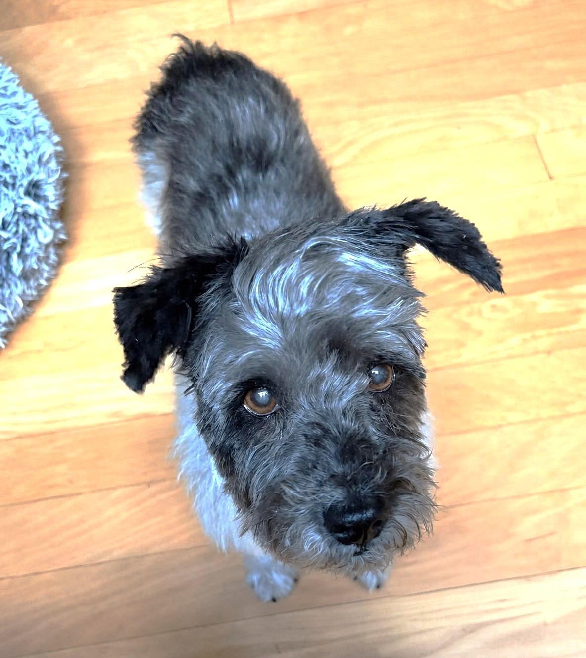 Timothy TX, a Adoptable Terrier in Boonton, NJ image 2/3