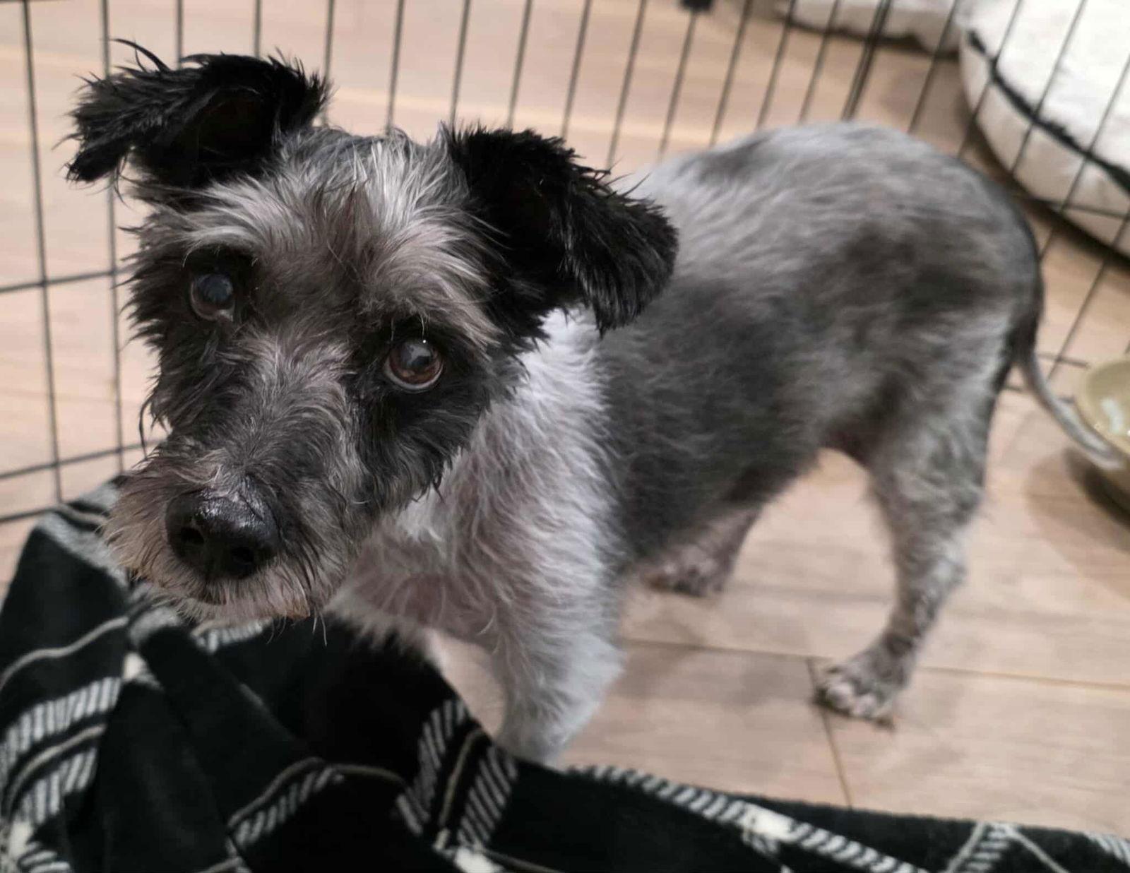 Enlarge Timothy TX, a Adoptable Terrier in Boonton, NJ image 2/3