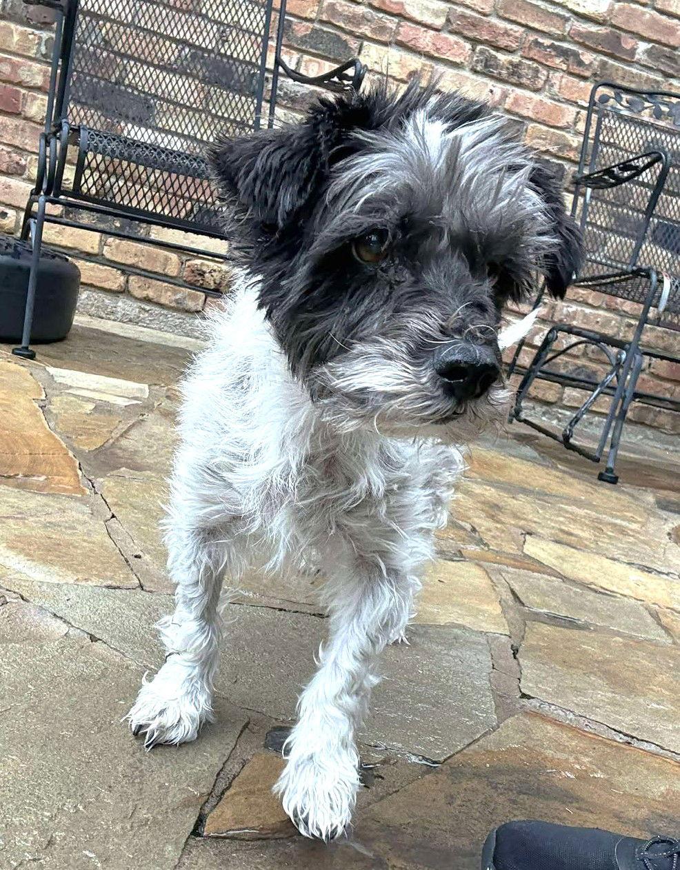 Enlarge Timothy TX, a Adoptable Terrier in Boonton, NJ image 3/3