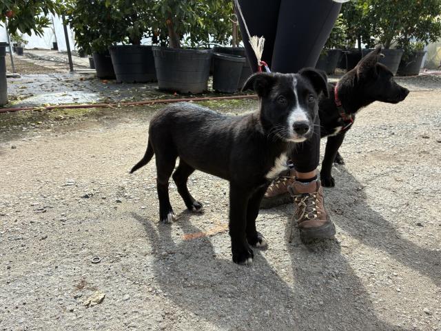 STEFANI, Adoptable, Puppy Female Border Collie & Mixed Breed.