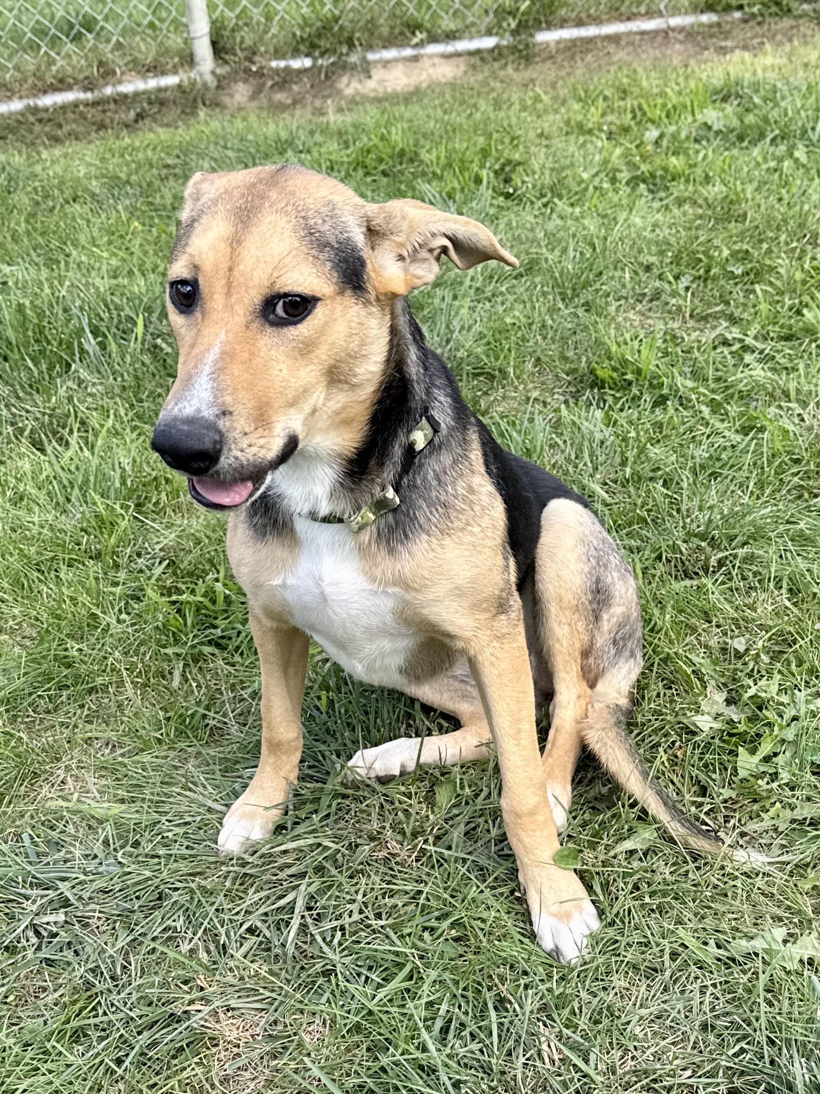 Cagney, Adoptable, Young Female German Shepherd Dog & Husky.