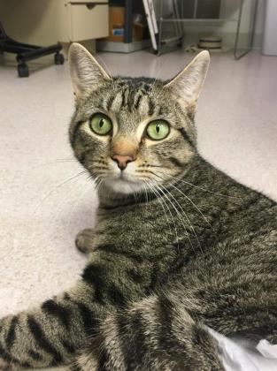 June, Adoptable, Adult Female Domestic Short Hair & Domestic Short Hair.