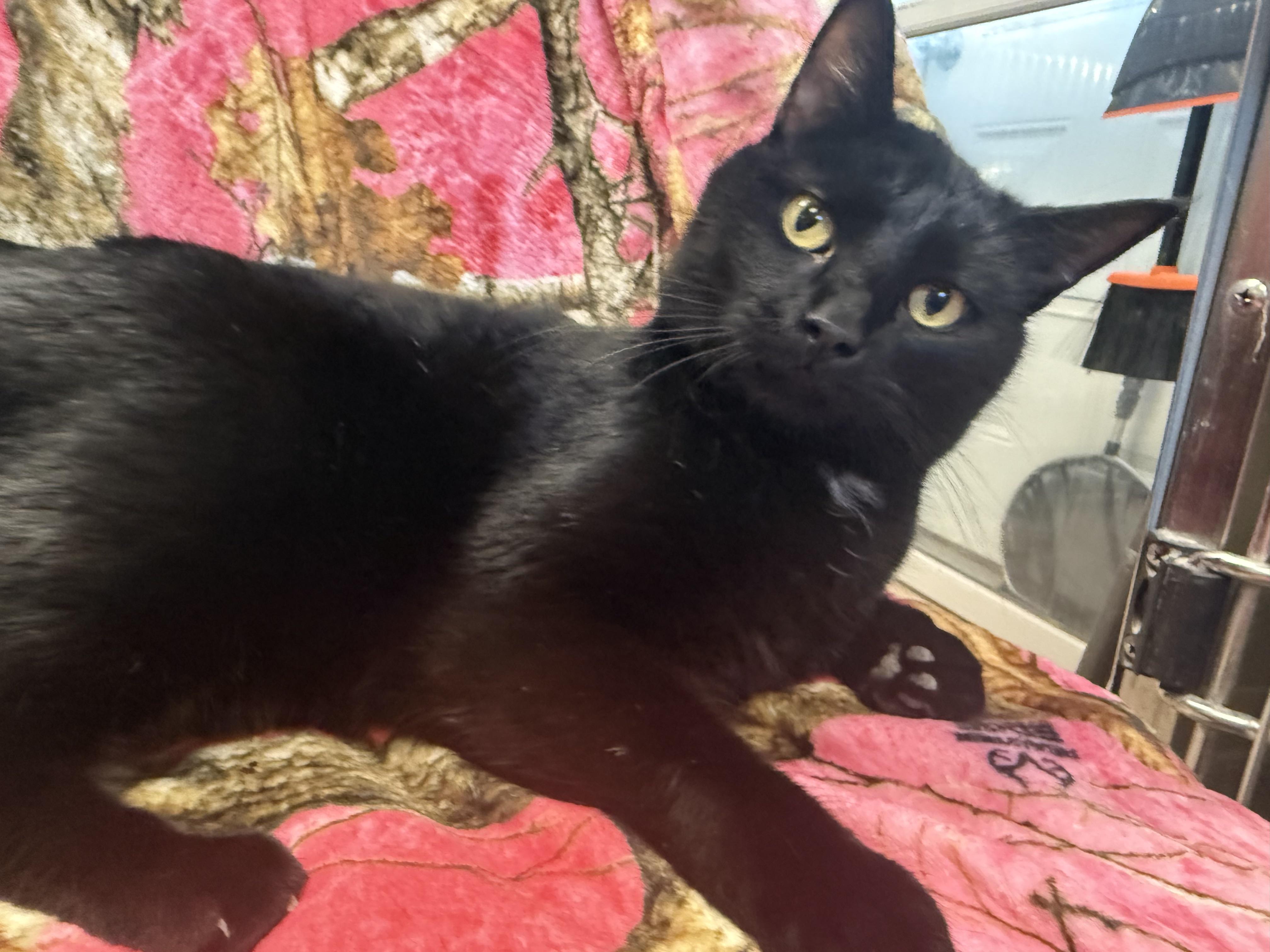 Enlarge ZINGO, a ADOPTABLE Domestic Short Hair in La Crescent, MN image 1/4