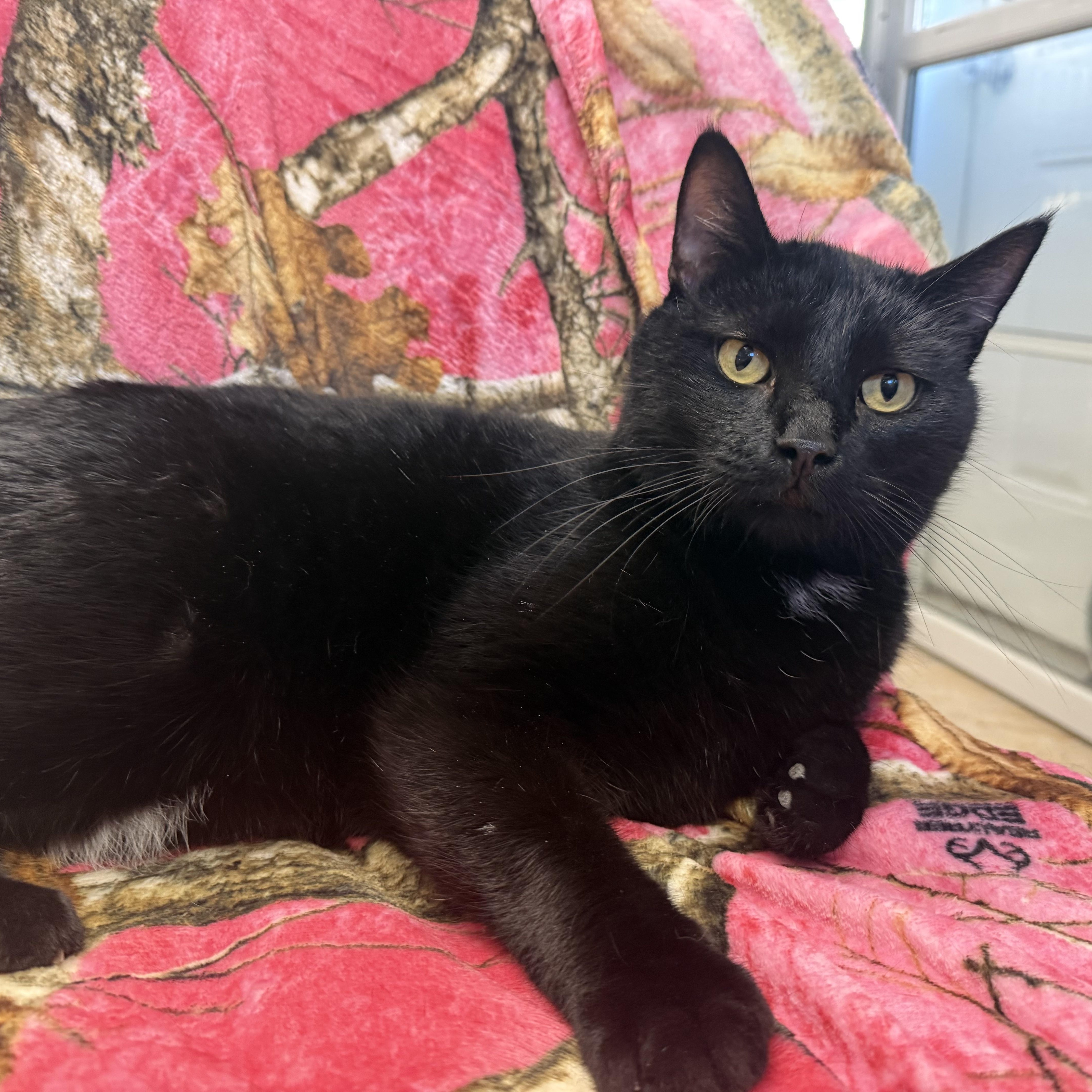 Enlarge ZINGO, a ADOPTABLE Domestic Short Hair in La Crescent, MN image 3/4