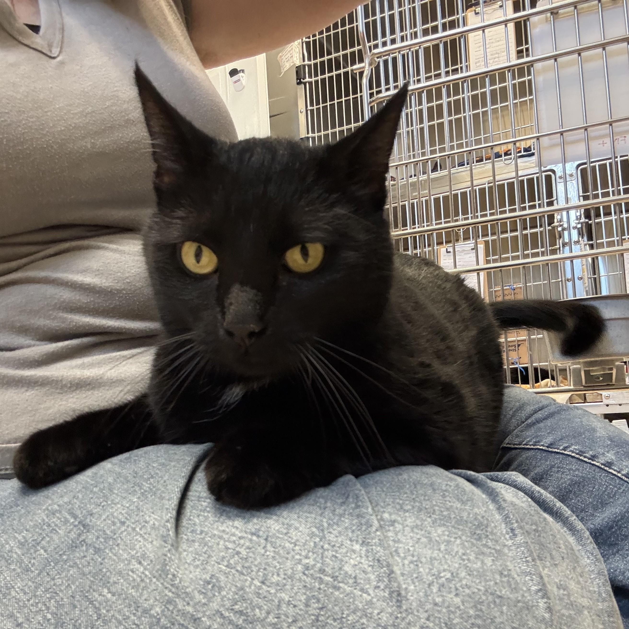 Enlarge ZINGO, a ADOPTABLE Domestic Short Hair in La Crescent, MN image 2/4