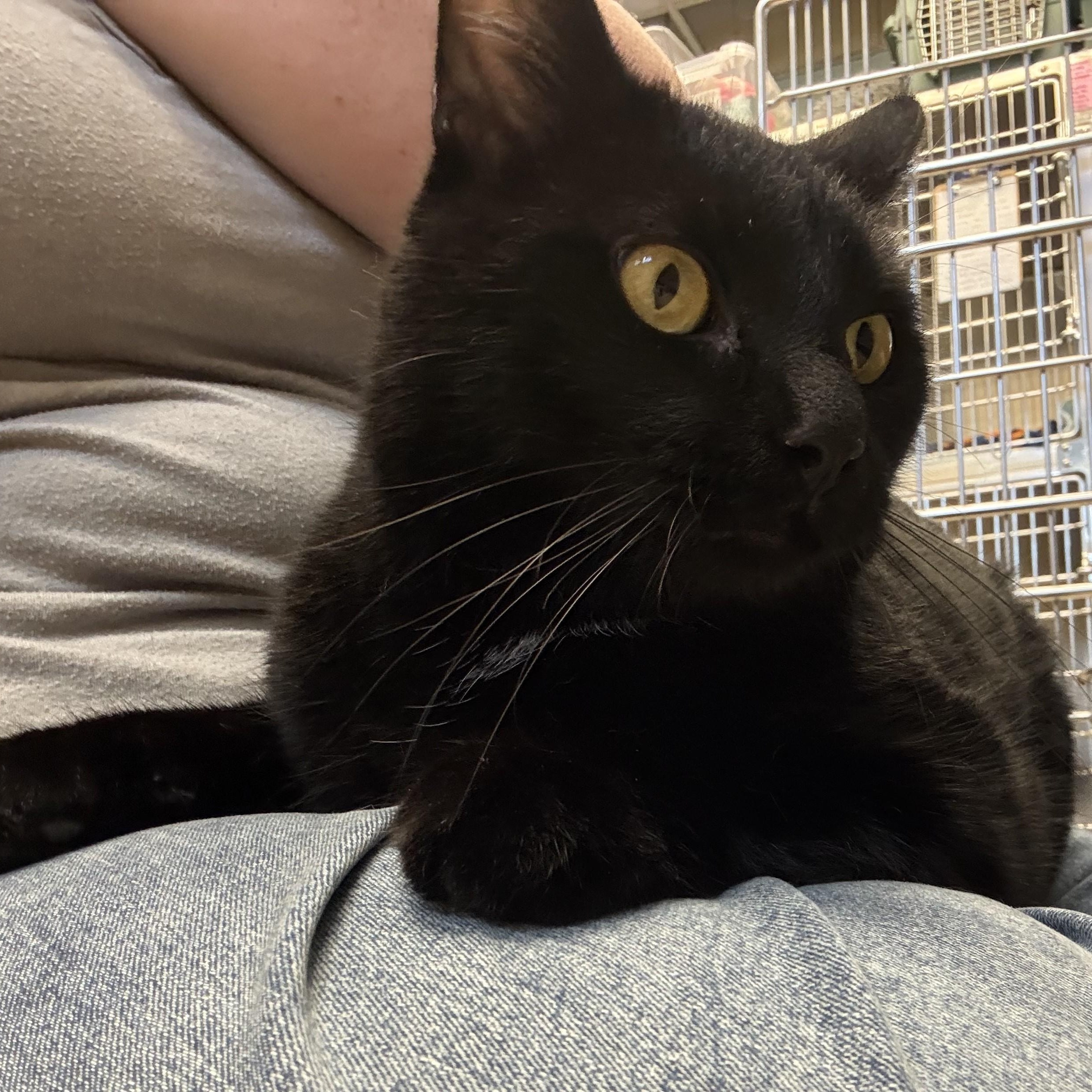 Enlarge ZINGO, a ADOPTABLE Domestic Short Hair in La Crescent, MN image 4/4