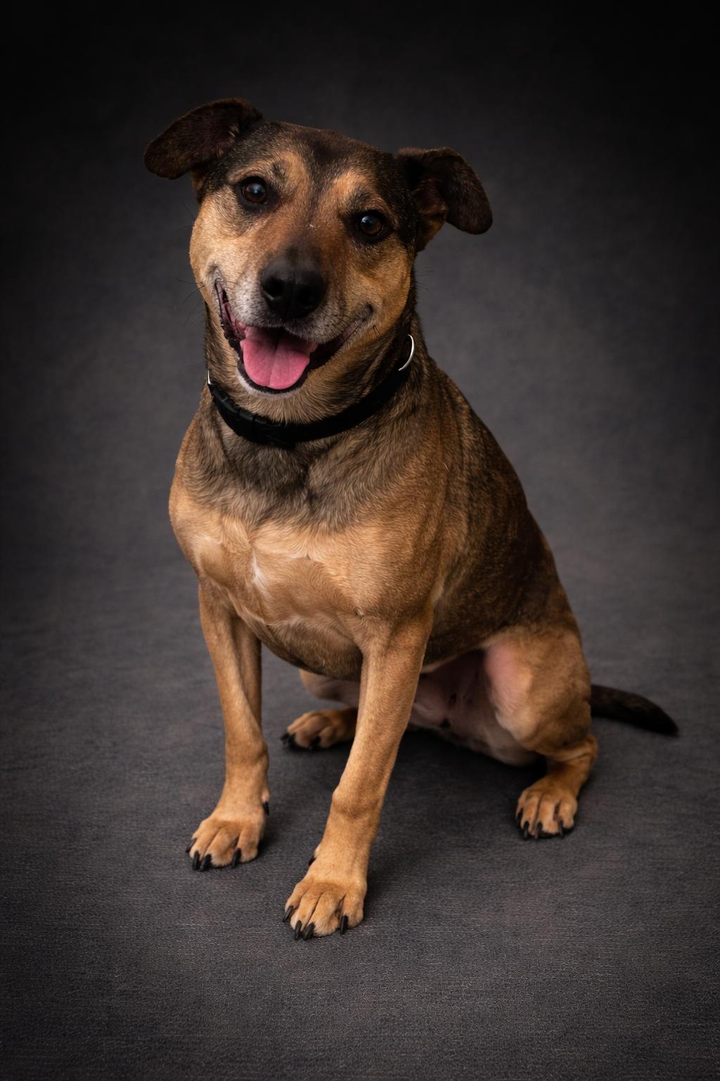 Enlarge Stella, an adopted mixed breed in Wooster, OH image 1/1