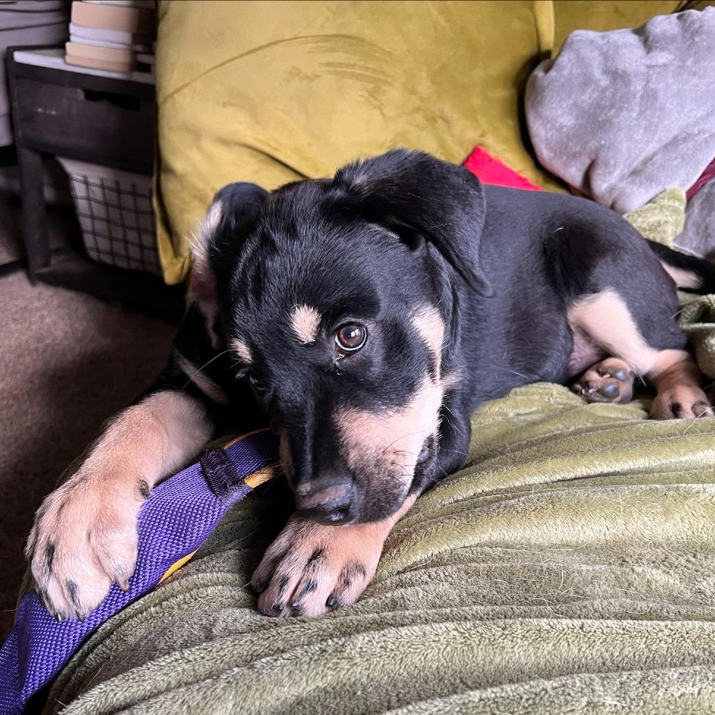 Enlarge Mork (Tumbleweed #4), a Adoptable mixed breed in Tuba City, AZ image 3/6