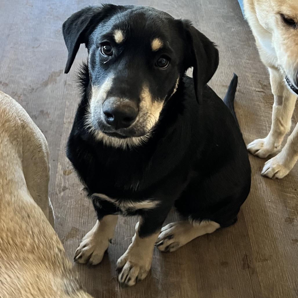 Enlarge Mork (Tumbleweed #4), a Adoptable mixed breed in Tuba City, AZ image 6/6