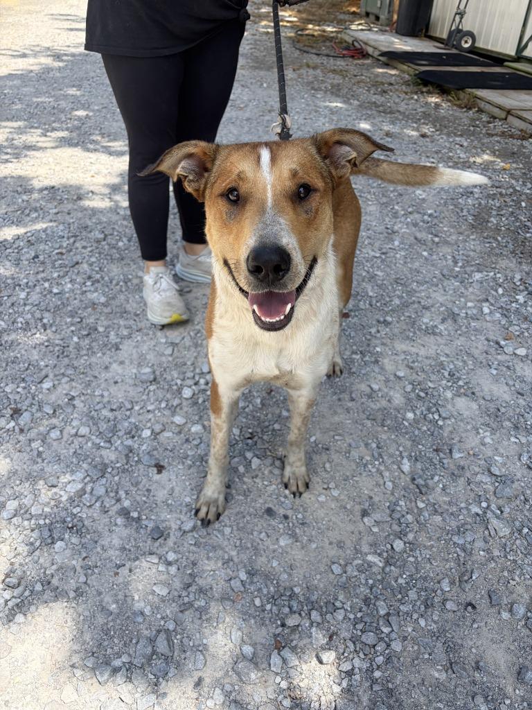 Maddox, Adoptable, Adult Male Labrador Retriever & Bull Terrier.