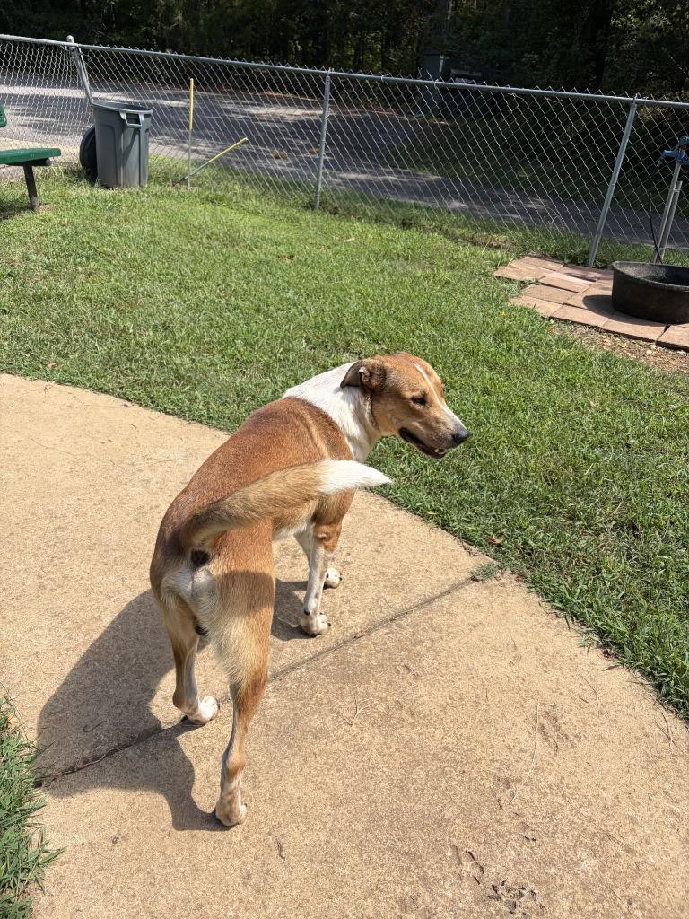 Enlarge Maddox, a Adoptable mixed breed in Lawrenceburg, TN image 2/4