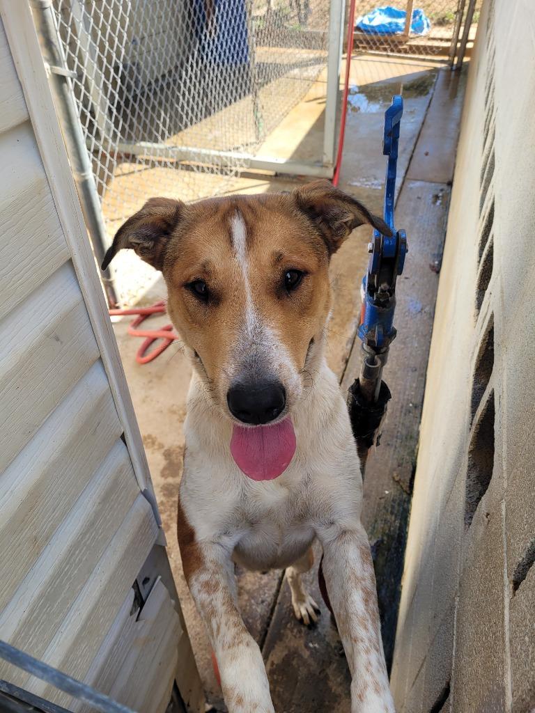 Enlarge Maddox, a Adoptable mixed breed in Lawrenceburg, TN image 3/4