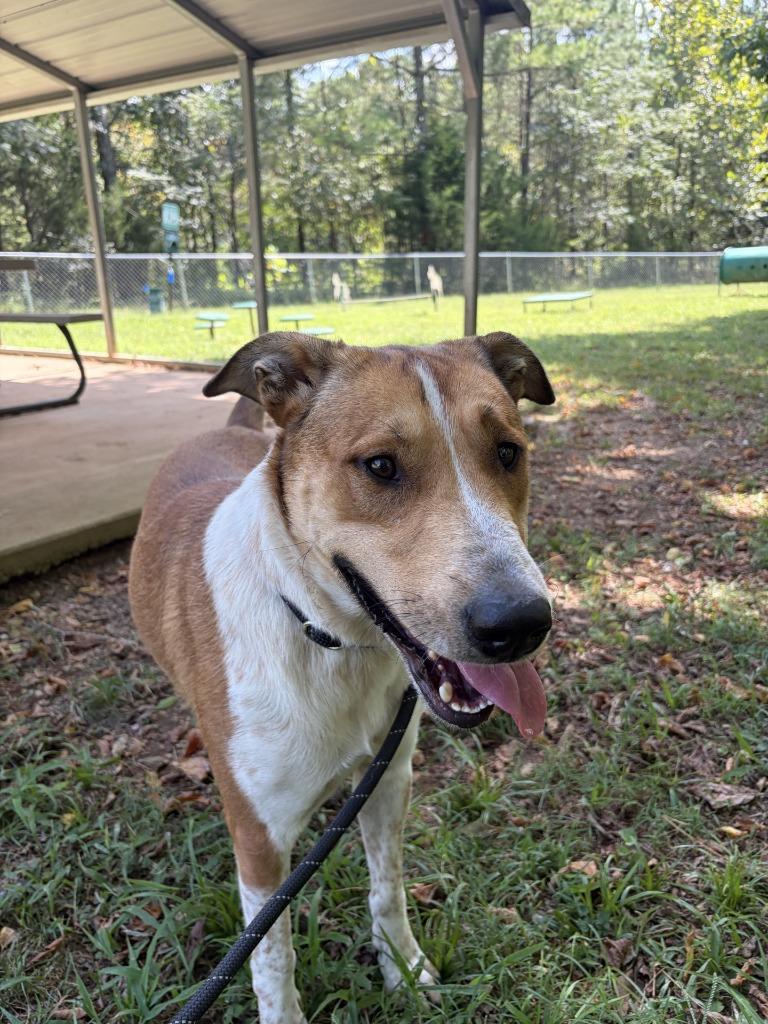 Enlarge Maddox, a Adoptable mixed breed in Lawrenceburg, TN image 4/4