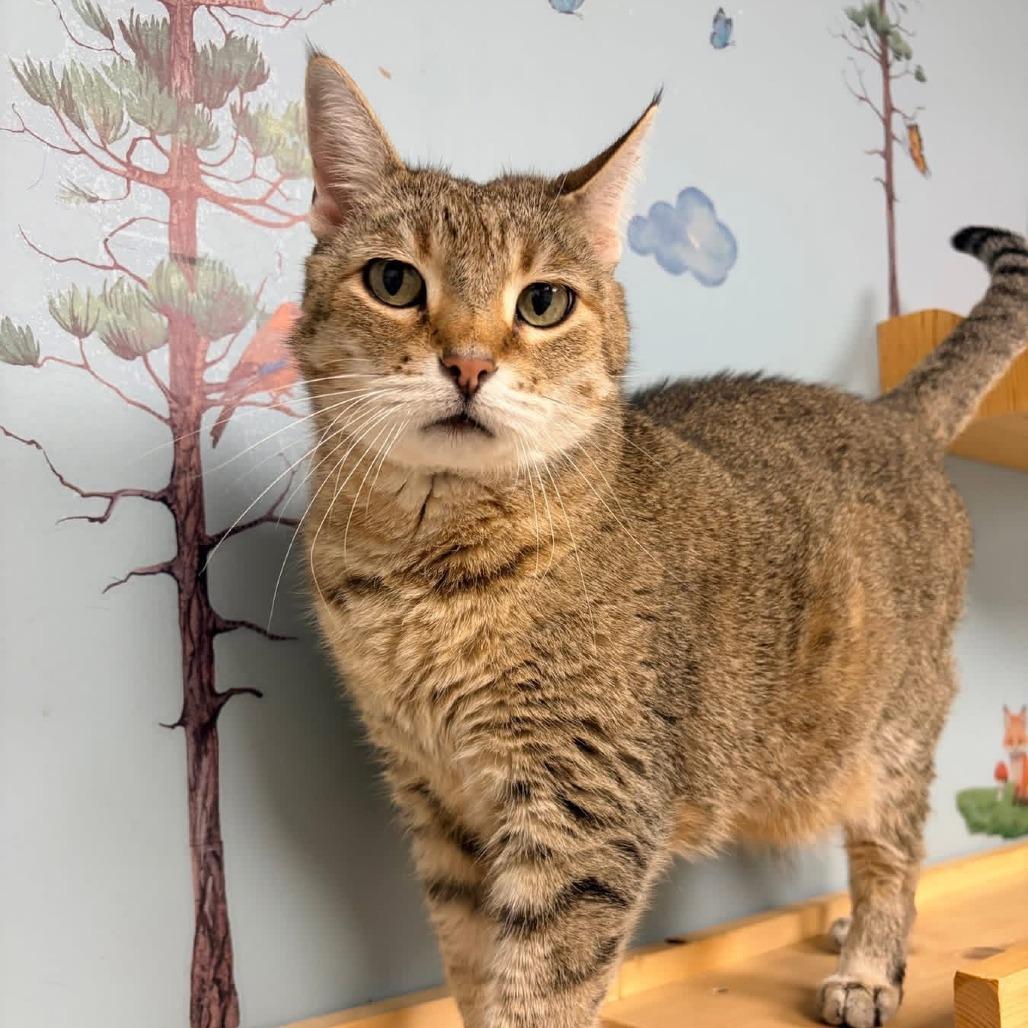 Sinead, a Adoptable Domestic Short Hair in Naperville, IL image 1/4