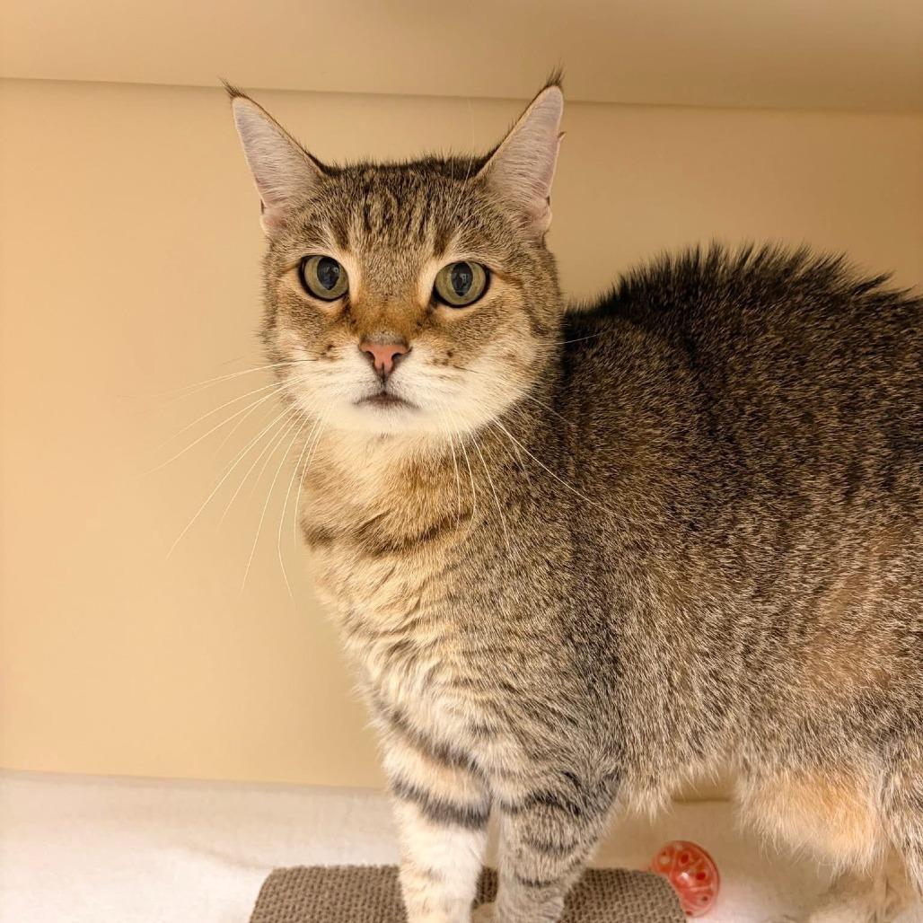 Sinead, a Adoptable Domestic Short Hair in Naperville, IL image 2/4