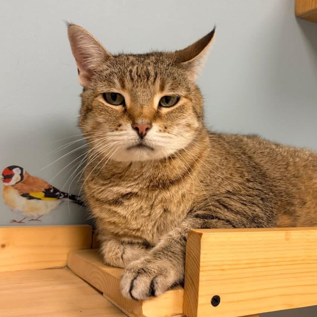 Sinead, a Adoptable Domestic Short Hair in Naperville, IL image 3/4