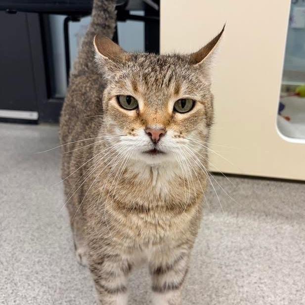 Sinead, a Adoptable Domestic Short Hair in Naperville, IL image 4/6