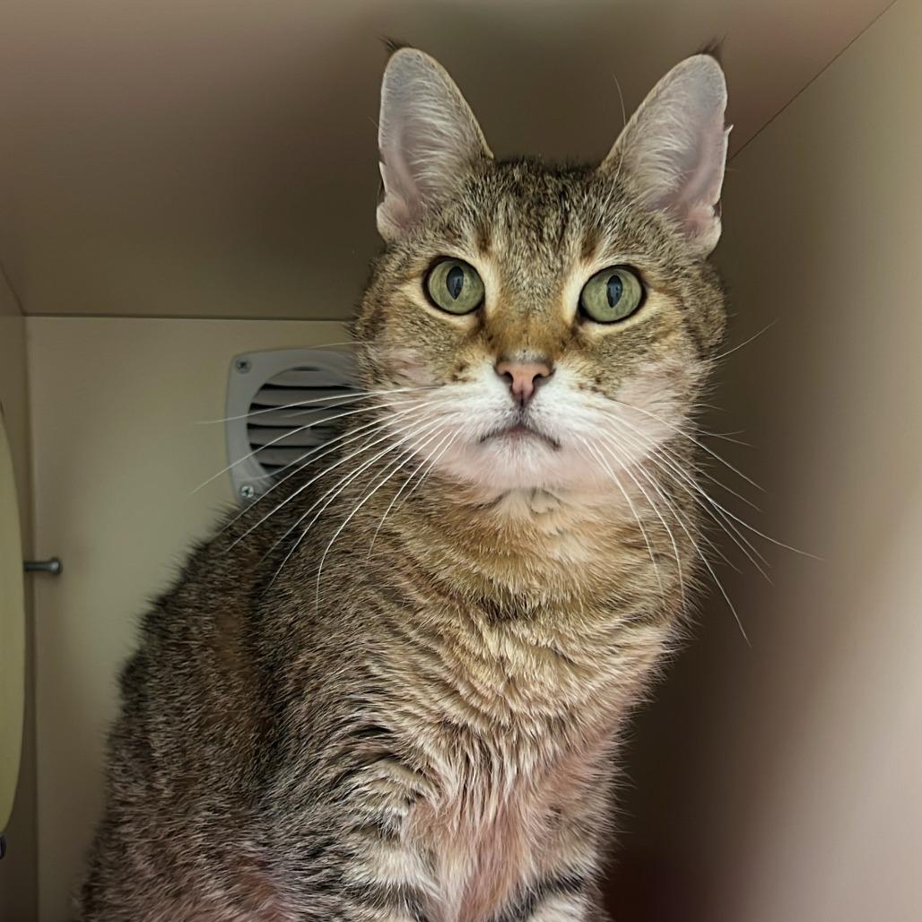 Sinead, a Adoptable Domestic Short Hair in Naperville, IL image 5/6