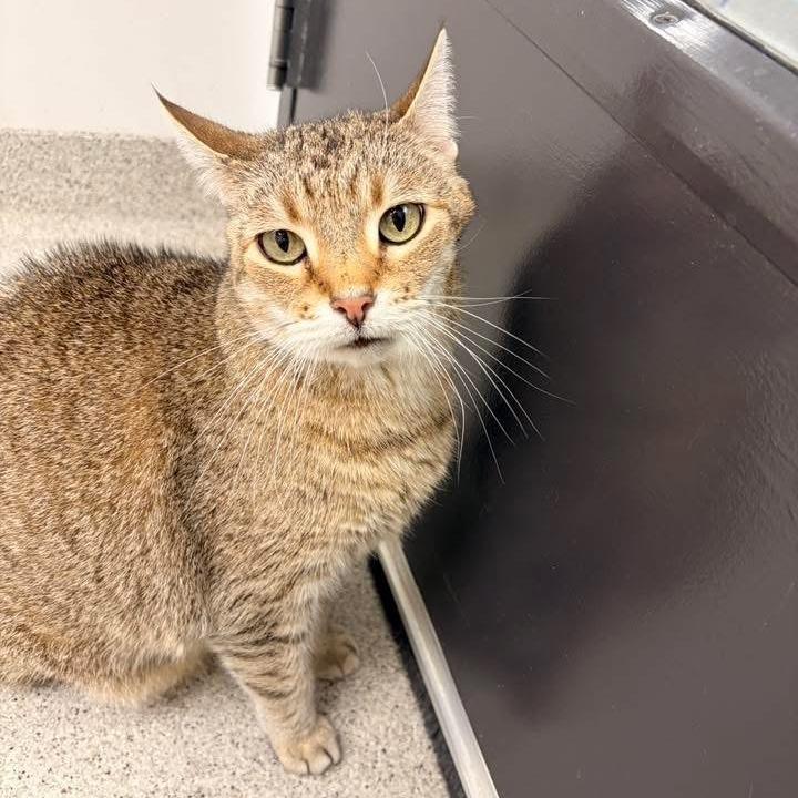 Sinead, a Adoptable Domestic Short Hair in Naperville, IL image 6/6