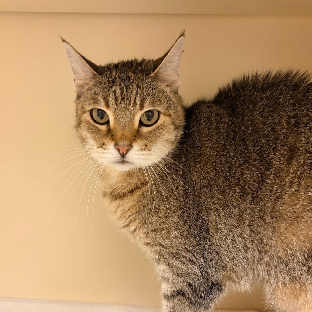 Sinead, a Adoptable Domestic Short Hair in Naperville, IL image 4/4