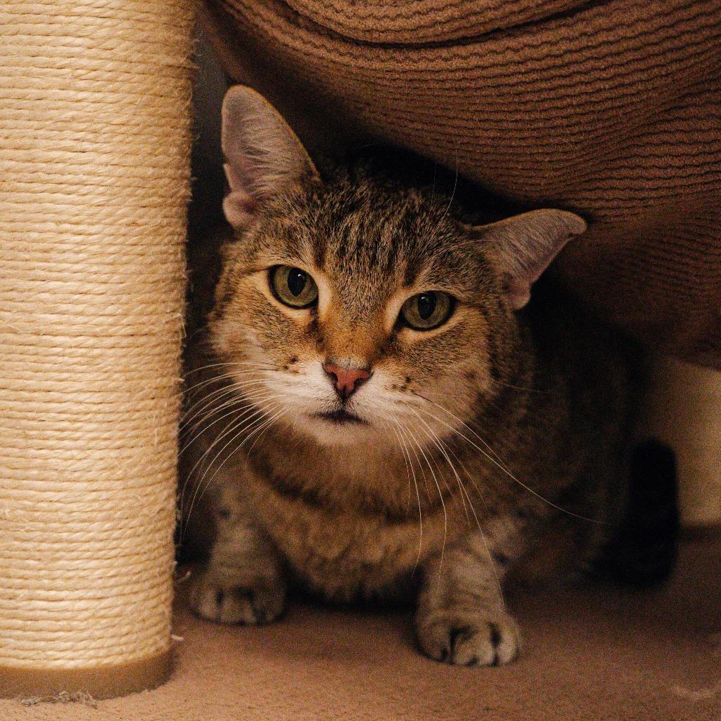 Enlarge Sinead, a Adoptable Domestic Short Hair in Naperville, IL image 5/5
