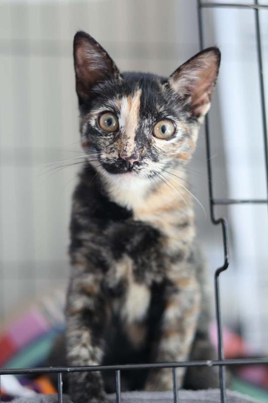 Bambi, Adoptable, Young Female Domestic Short Hair & Tortoiseshell.
