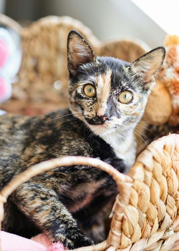 Enlarge Bambi, a Adoptable mixed breed in Sunnyvale, CA image 3/6