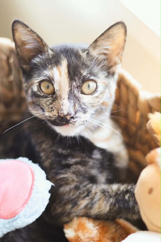 Enlarge Bambi, a Adoptable mixed breed in Sunnyvale, CA image 5/6