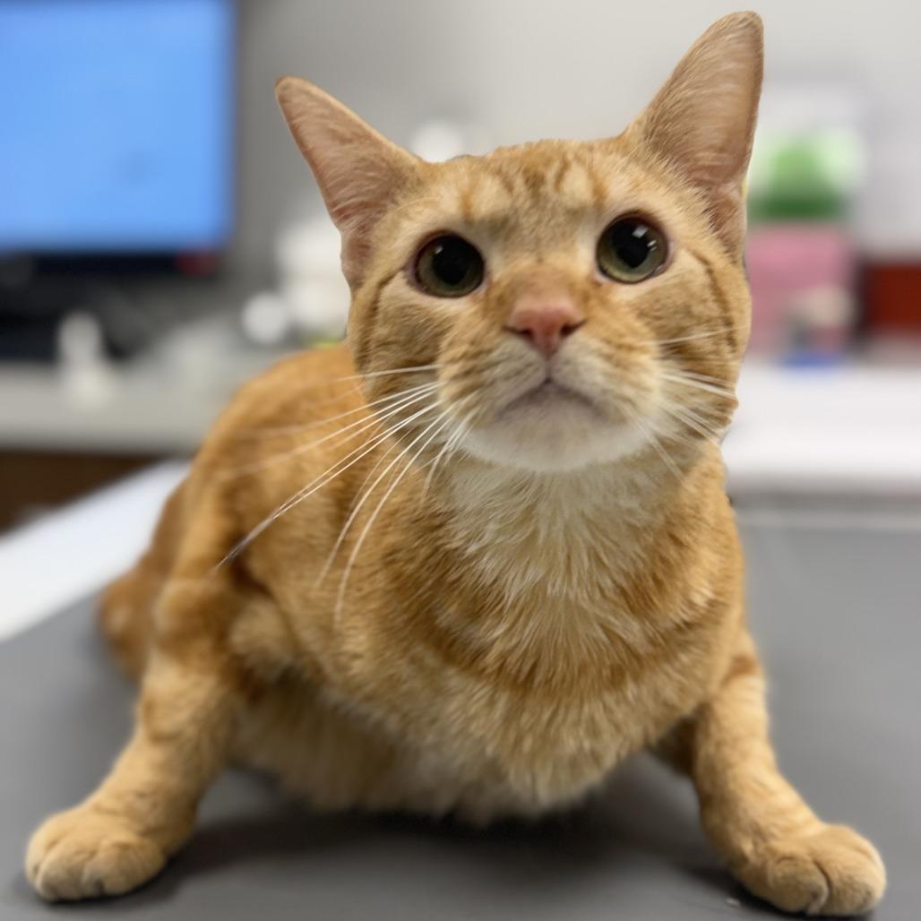 Enlarge Yardstick, a Adoptable Domestic Short Hair in Naperville, IL image 1/1