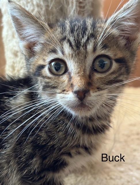 Buck, ADOPTABLE, Kitten Male Tabby.