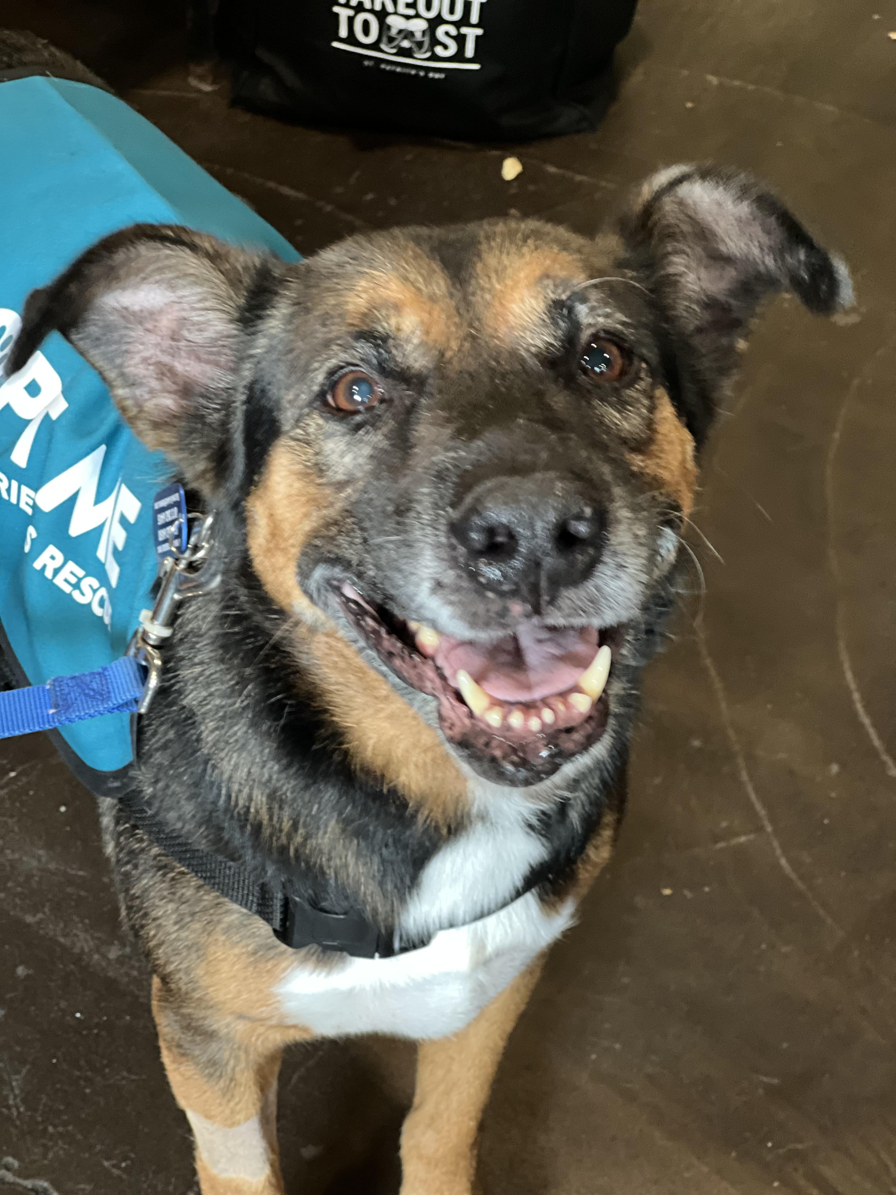 Debo, Adopted, Senior Male German Shepherd Dog.