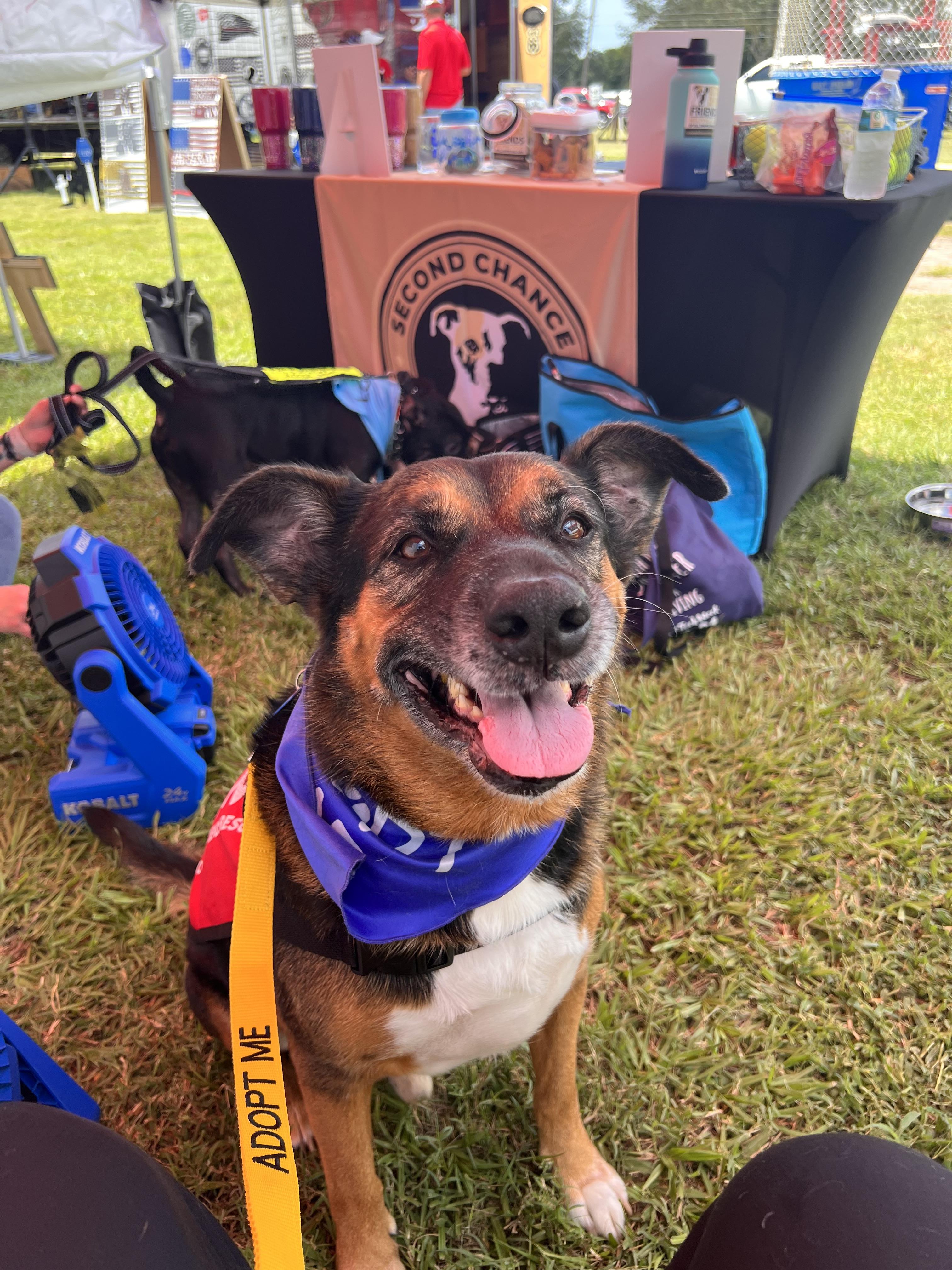 Enlarge Debo, a Adopted German Shepherd Dog in Thonotosassa, FL image 2/6