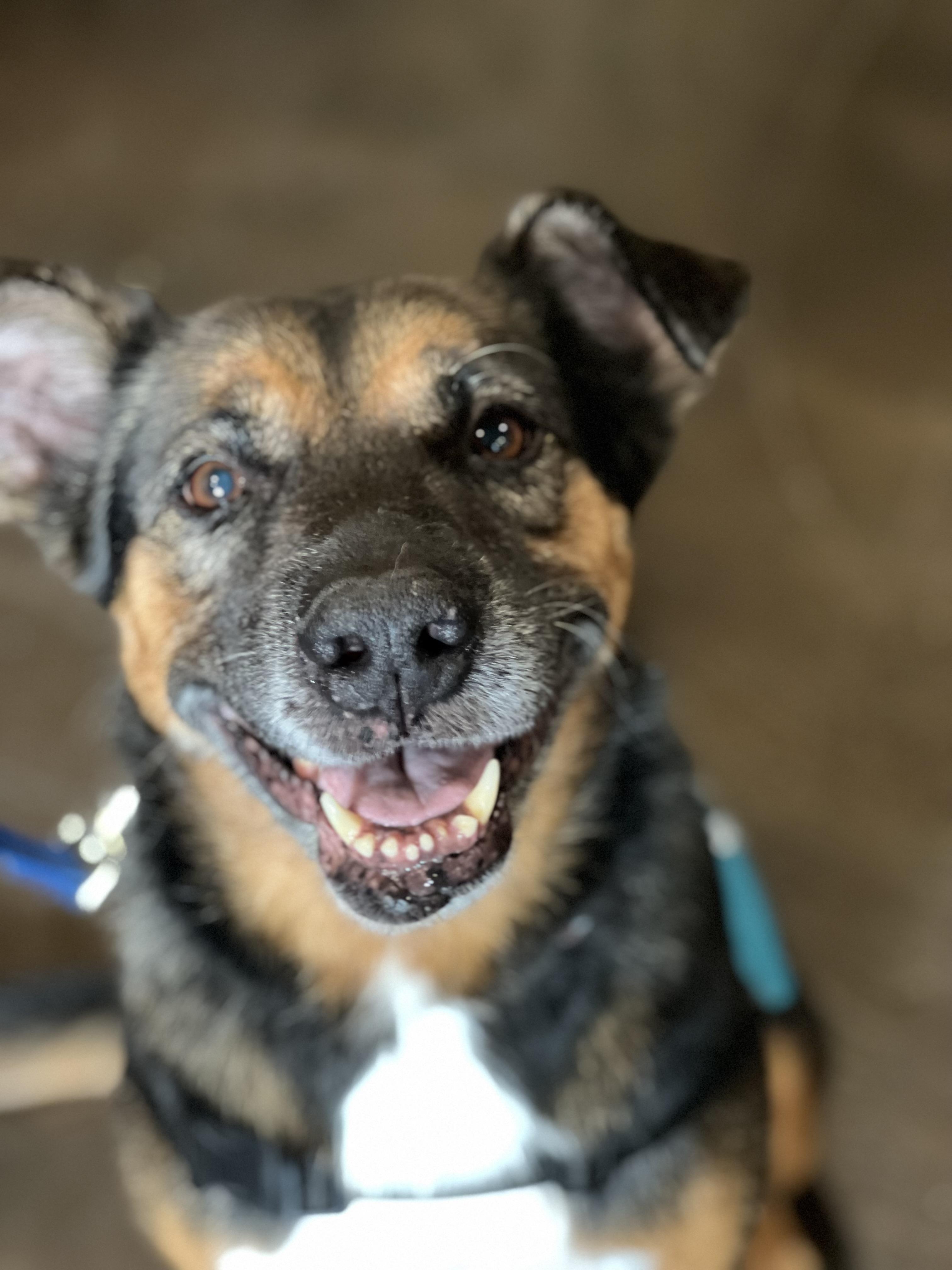 Enlarge Debo, a Adopted German Shepherd Dog in Thonotosassa, FL image 3/6
