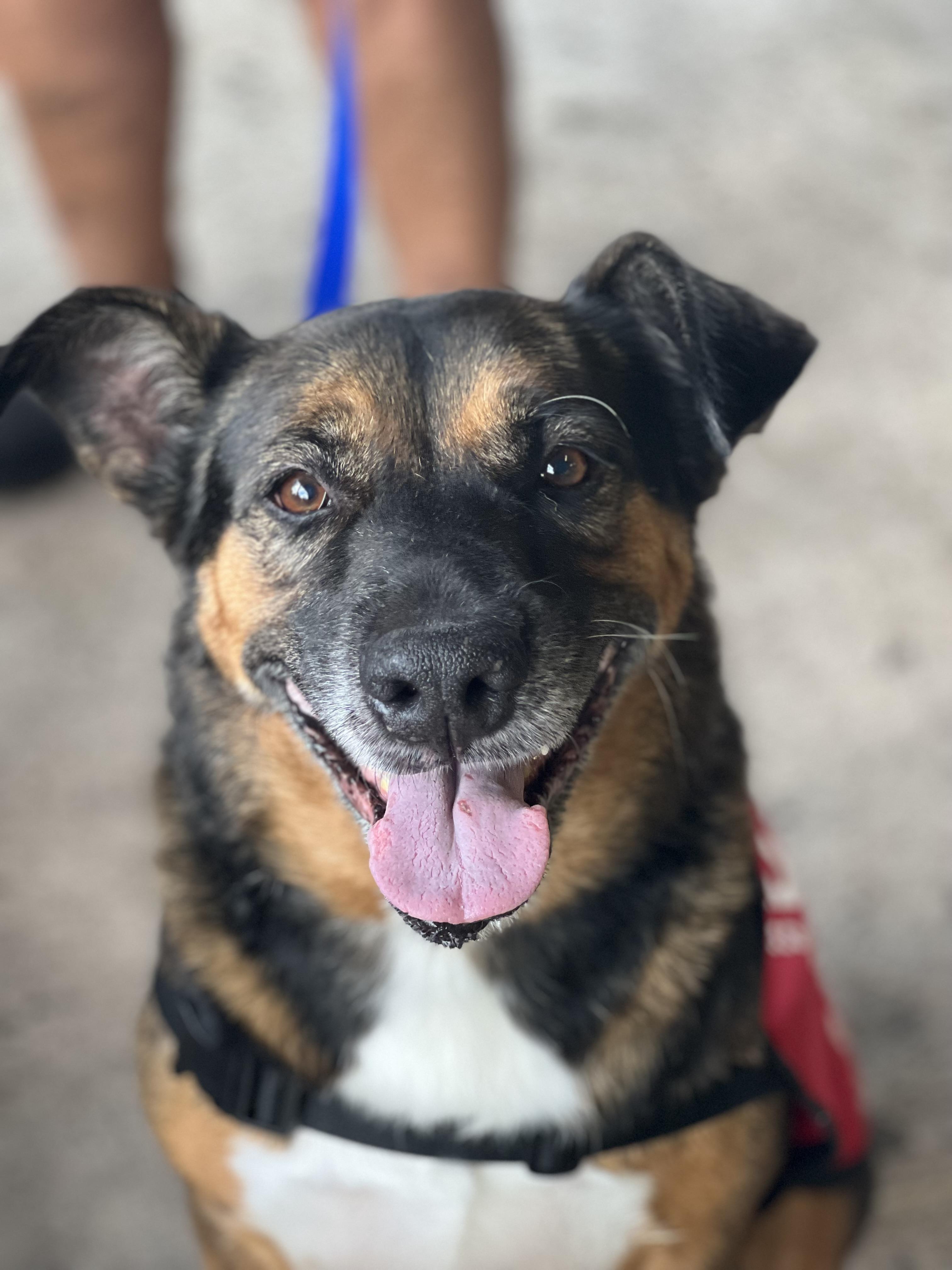 Enlarge Debo, a Adopted German Shepherd Dog in Thonotosassa, FL image 5/6