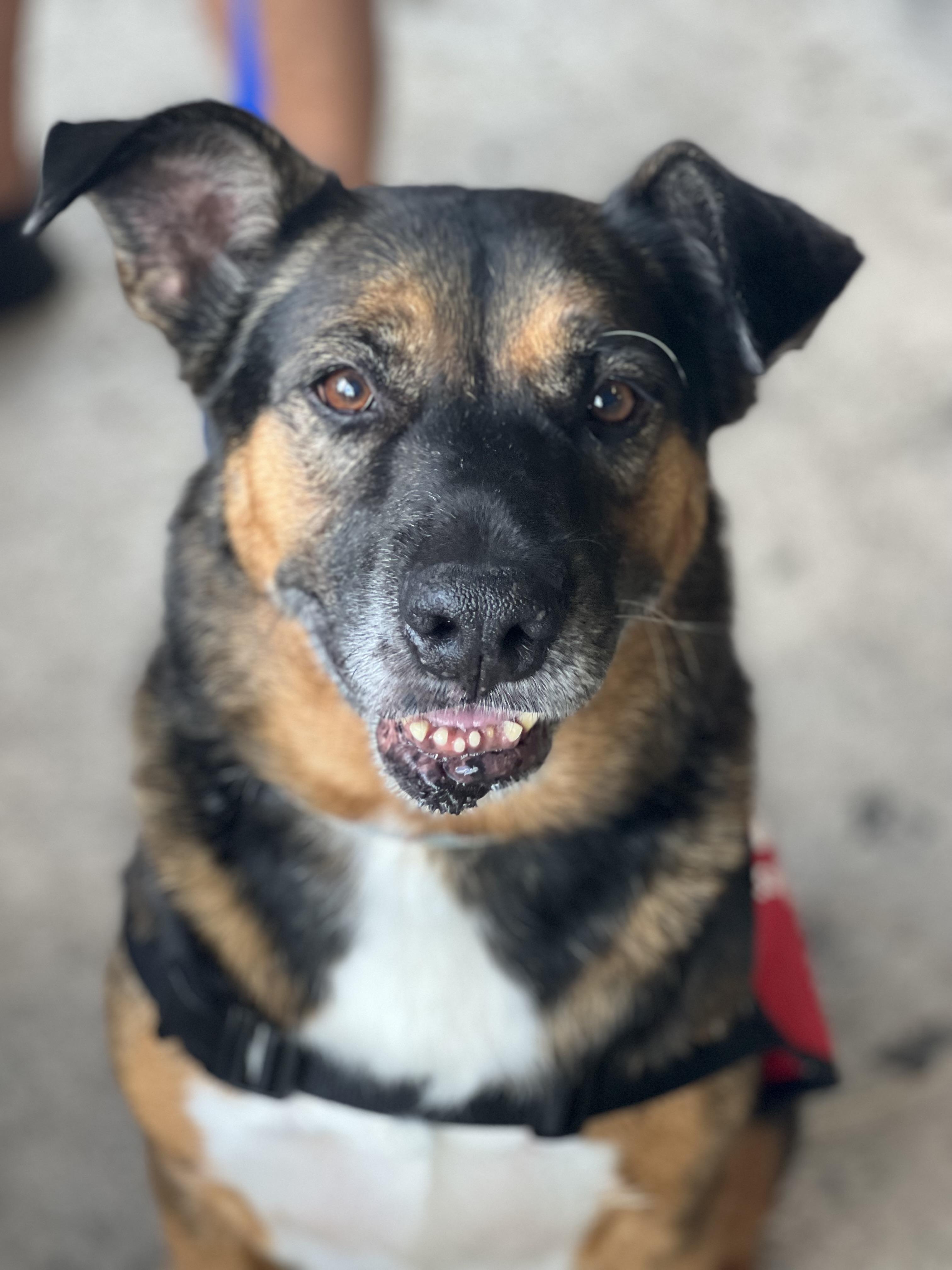 Enlarge Debo, a Adopted German Shepherd Dog in Thonotosassa, FL image 6/6