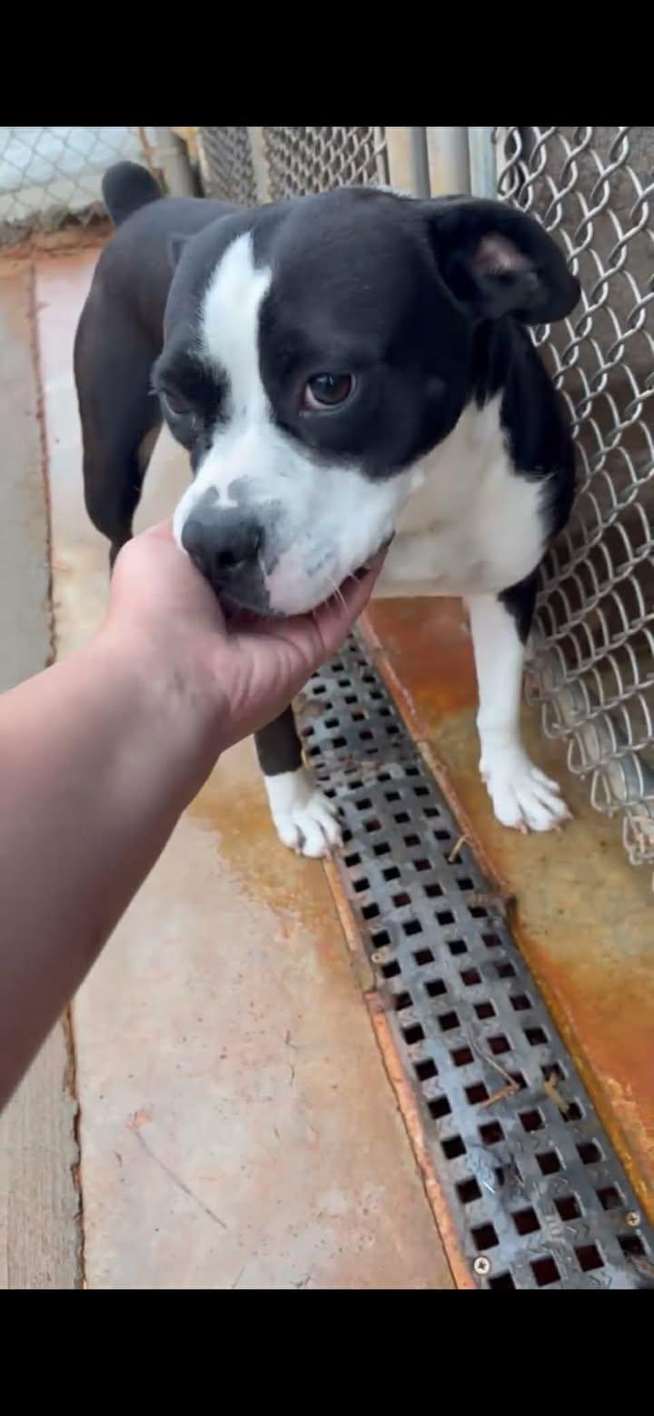 Janice, a ADOPTABLE mixed breed in Munfordville, KY image 2/2