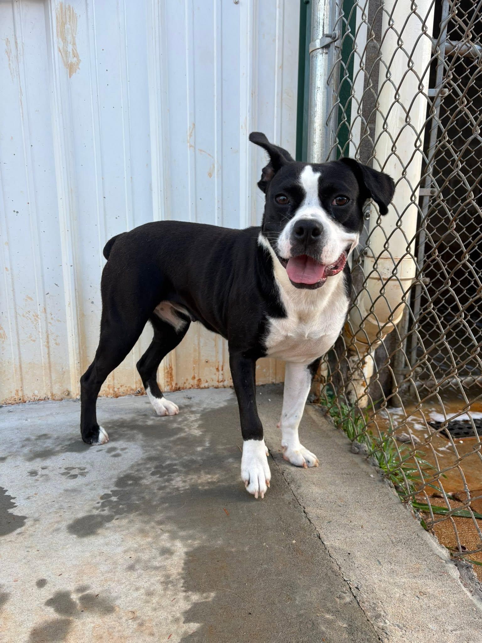 Janice, a ADOPTABLE mixed breed in Munfordville, KY image 1/2