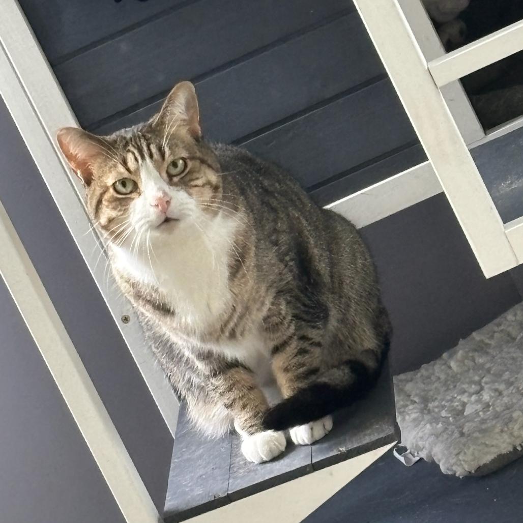 Cruiser, Adoptable, Adult Male Domestic Short Hair.