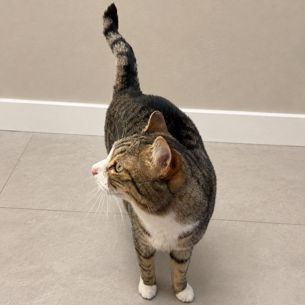 Enlarge Cruiser, a Adoptable Domestic Short Hair in Hopewell, VA image 3/3